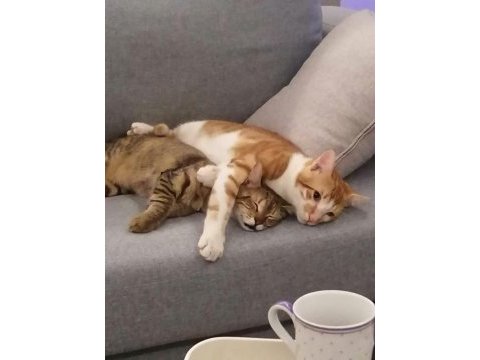 Iki kardeş kedilerimizi sahiplendirmek istiyoruz.