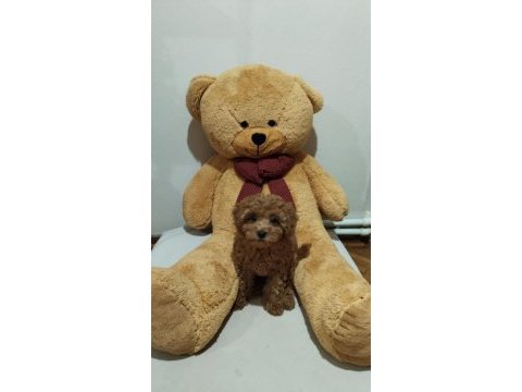 Acil toy poodle