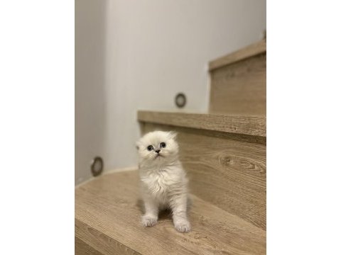 Scottısh fold longhaır yavrularım 