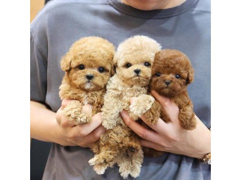 Poodle starımız sizlerle