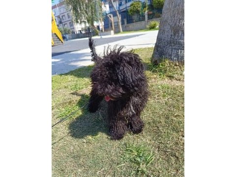 Eylül doğumlu toy poodle