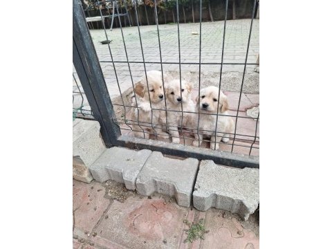 Golden retriever yavrular rezerveye açık