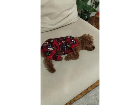 Acil toy poodle