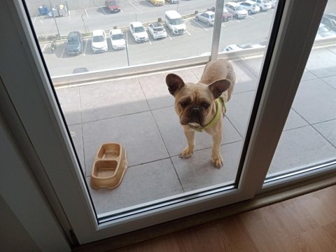 French bulldog