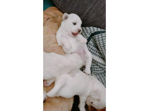 Maltipoo yavrularımız yeni yuvalarını bekliyor