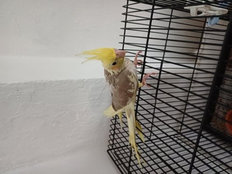 2 adet yeme düşmüş yavru sultan papağanı