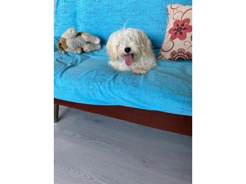 Acil ömürlük yuva ücretsiz sahiplendirme köpeğimiz