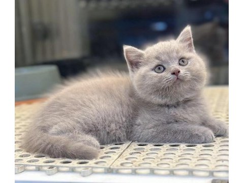 Özel renk lilak british shorthair yavrularımız 