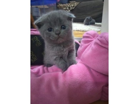Scottish fold ve british yavrularımız teslime hazır