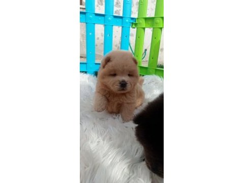 Teddy bear face chow chow puppies
