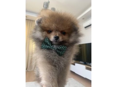 Çok güzel mini erkek ayı surat pomeranian