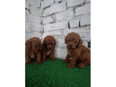 Toy poodle yavrularımız