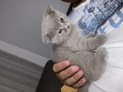 Özel renk british longhair