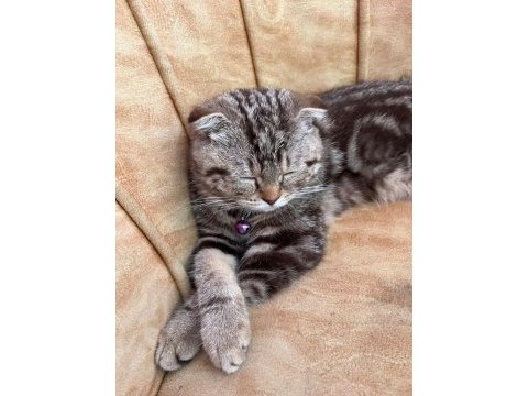 Henüz 70 günlük scottish fold tuvalet eğitimi var