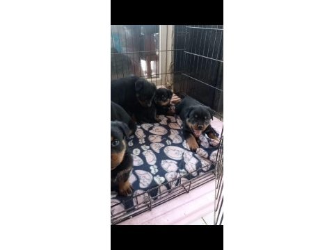Onlar bir dünya rottweiler şampiyonu torunları