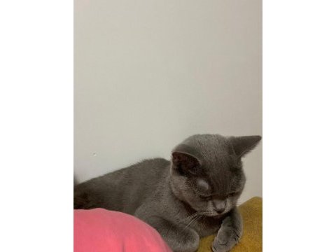 British shorthair kedimize güzel bir aile istiyoruz