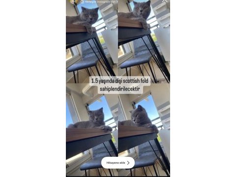 1,5 yaşında dişi scottish fold