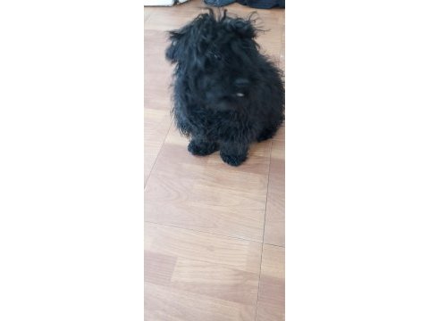 Köpeğimiz badiye aile arıyorum