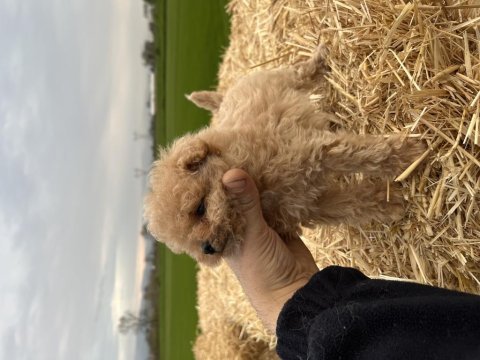 Micro orjinal kore toy poodle
