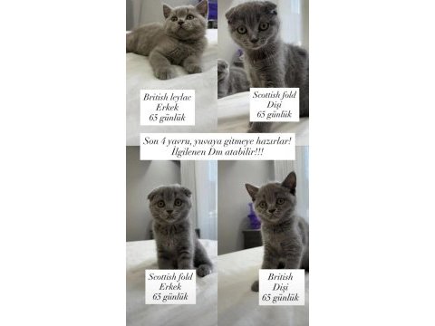 Scottish fold yavru kedimiz
