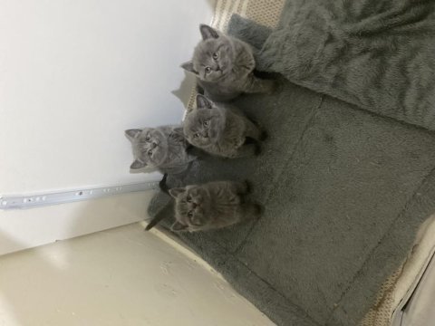 British shorthair yavrularımızı sahiplendirme