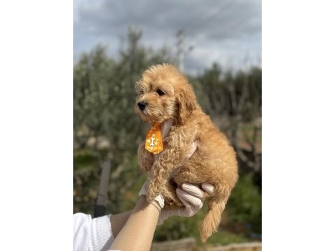 Güzeller güzel toy poodle kızımız