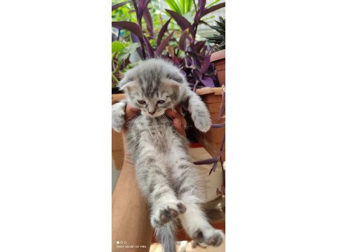 Scottish fold yavrularım