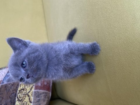 Yavru cins kedimize yuva arıyorum güvenilir bir dost