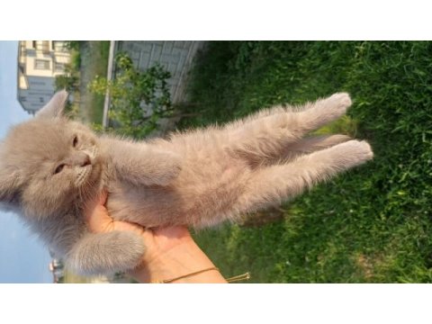 7 nisan doğumlu 2 erkek british shorthair
