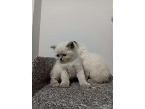 Bluepoint dişi british shorthair yavruları
