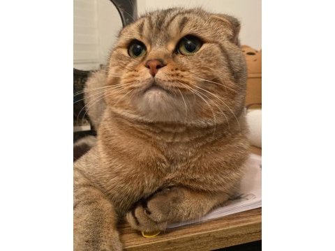 Scottish fold erkek