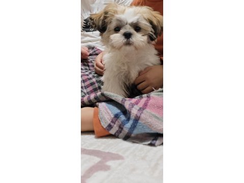 4 aylık aşıları tamam çipli shih tzu