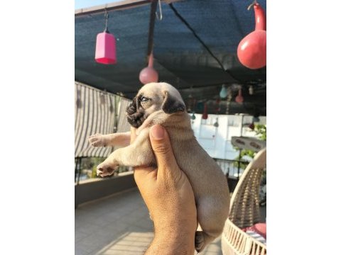 Sıfır burun gül kuyruklu pug mops yavrular