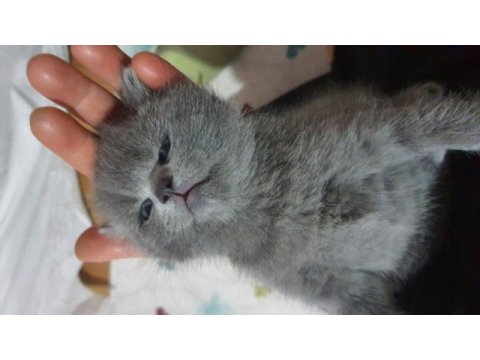 Safkan scottish fold