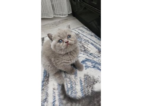 Bebek yüz brıtısh shorthair yavrularım 