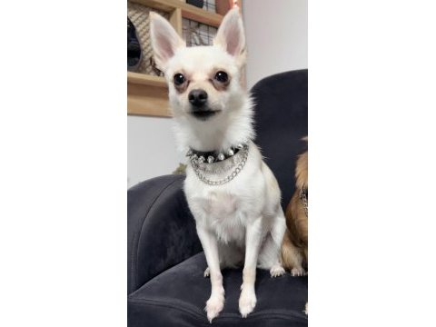 Ücretsiz sahiplendirme chihuahua