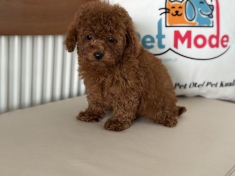 Redbrown tea cup kore poodle yavrularımız