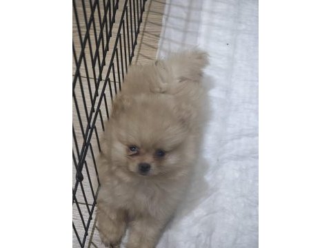 Pomeranian yavrularımız