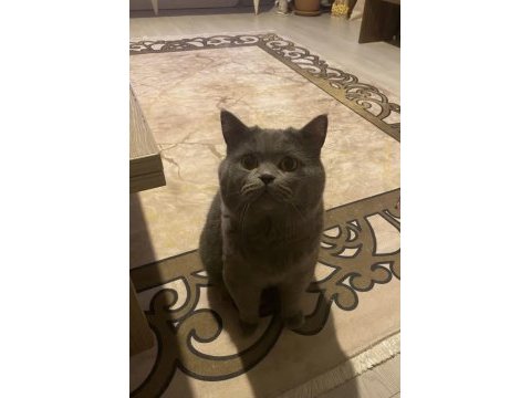 British shorthair erkek