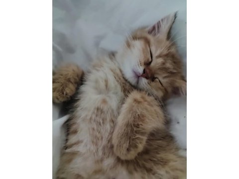 Yavru british shorthair kedimiz