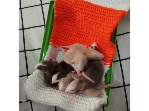 Dumbo rat husky ve karamel bebekler acil