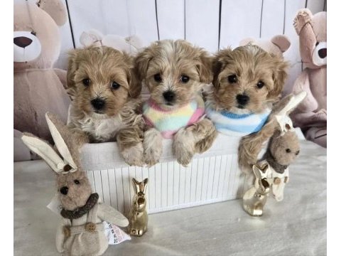 A kalite maltipoo yavrularımız
