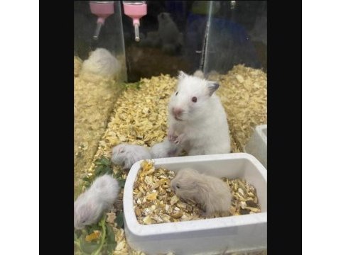 You ask for a hamster well bring it to antalya