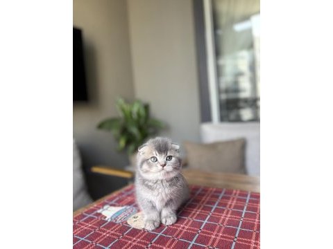 Scottısh fold ayı surat yavrularım 