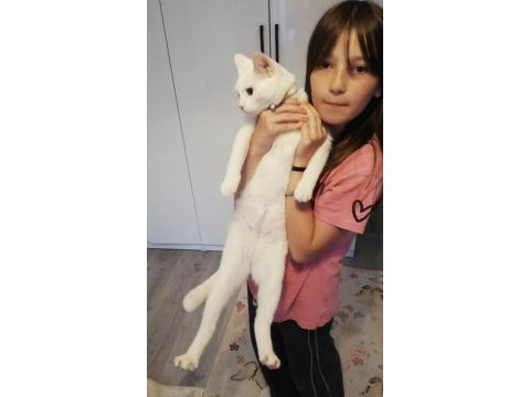 Terk edilmiş bembeyaz kedimiz yuva arıyor