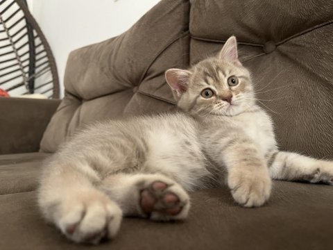 British shorthair