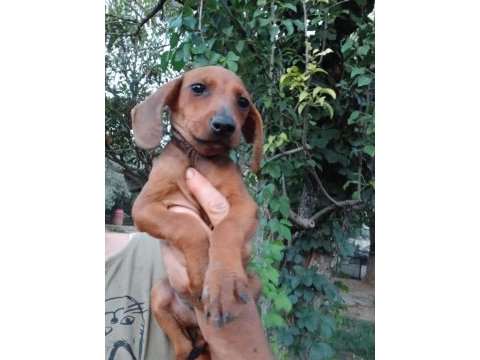 Kızıl dachshund yavrum