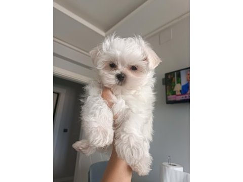 Oyuncu teacup kore maltese