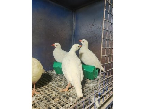 Yetişkin ve palaz kekliklerimiz yuvasını arıyor