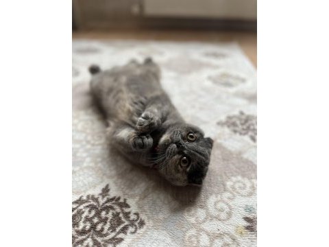 Sahiplendirilecek kedimiz sadece malzemeleri ücretlidir